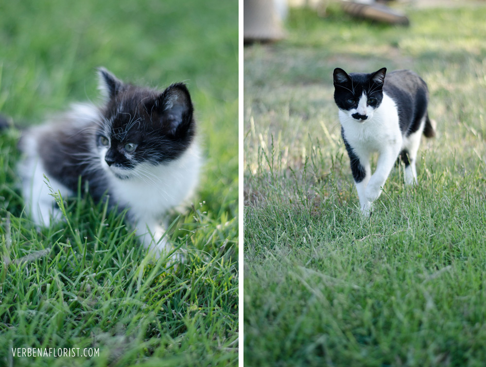 dust bunny farm cat verbena living florist flower farm kitten