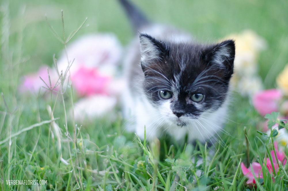 dust bunny farm cat verbena living florist flower farm kitten